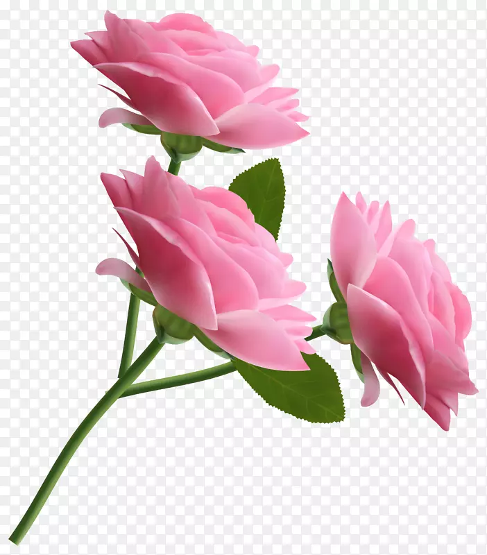 玫瑰粉红插花艺术-白玫瑰