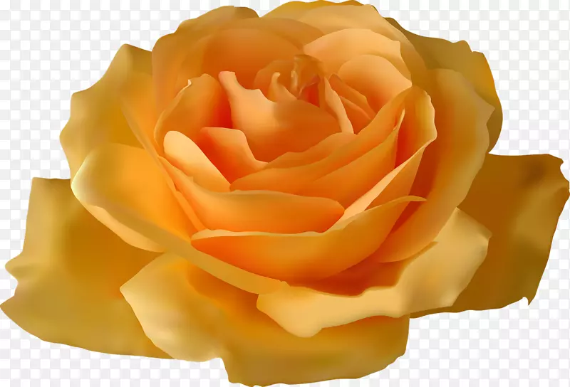 玫瑰黄色插花艺术-玫瑰