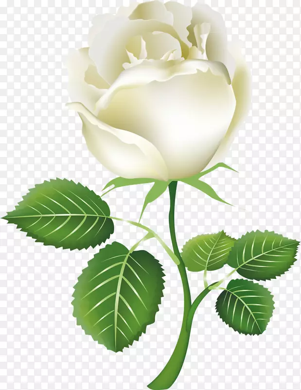 玫瑰白色剪贴画-白玫瑰