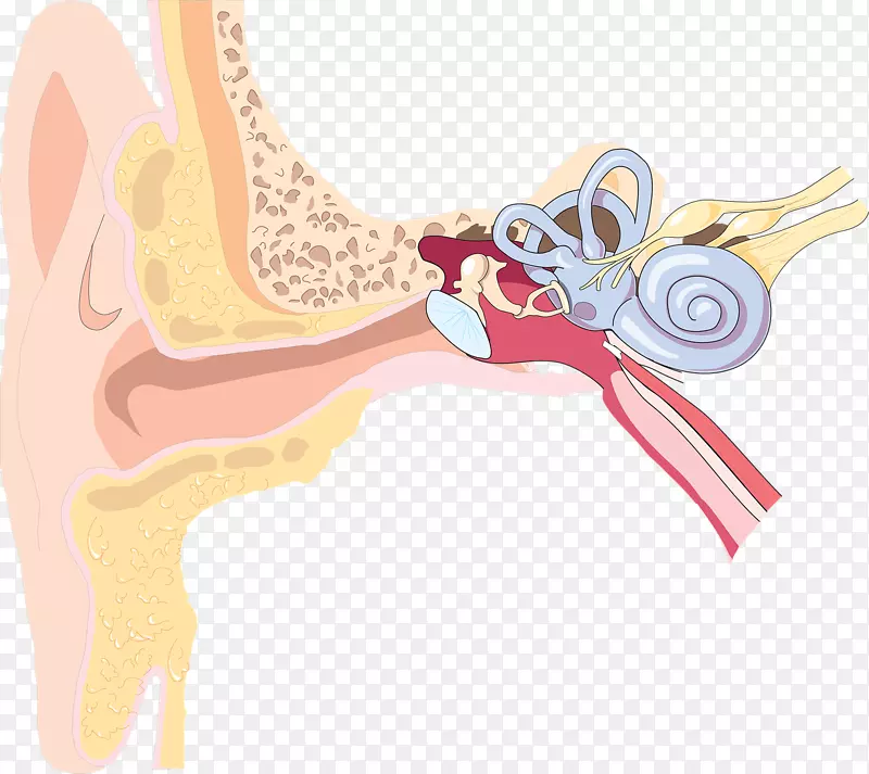 外耳内耳听力损失解剖