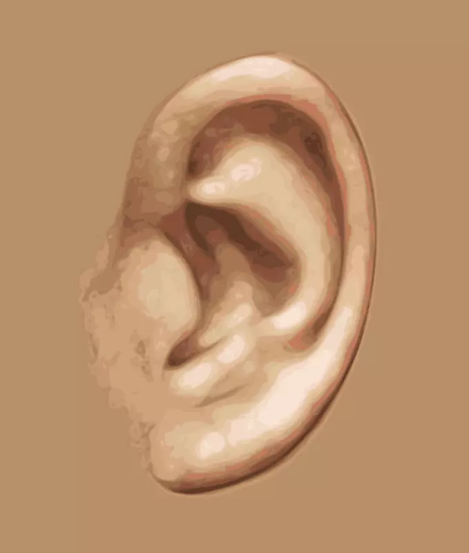 听觉内耳感觉神经系统-耳