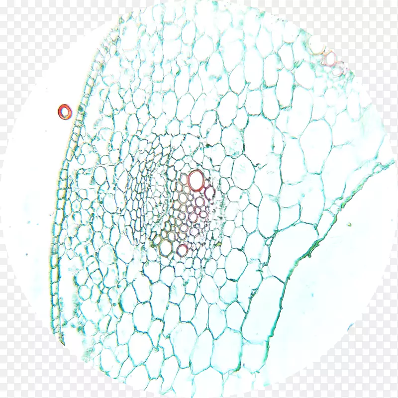 双子叶显微镜切片植物茎显微镜