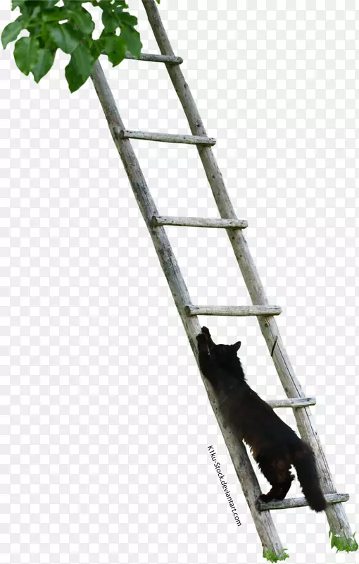 猫尾摄影梯-梯