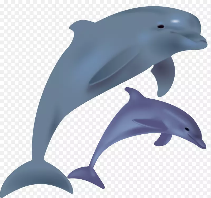 宽吻海豚夹艺术鳍