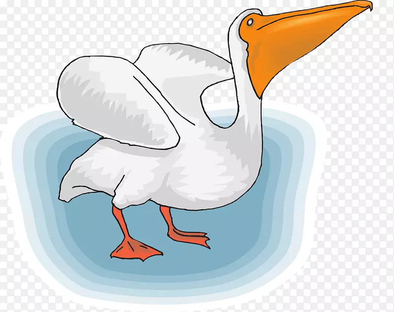 海鸟鹈鹕剪贴画-海鸥