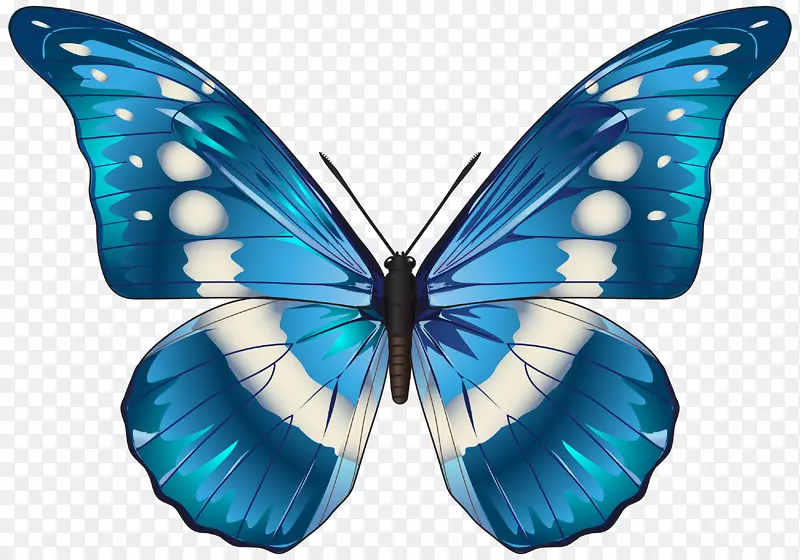 蝴蝶形态-梅内劳斯蓝色剪贴画-蝴蝶