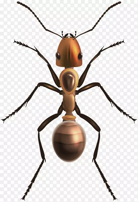 昆虫蜂蚁