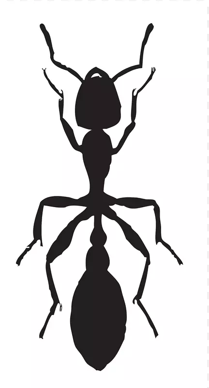 蚂蚁昆虫各种地毯甲虫蟑螂蚂蚁