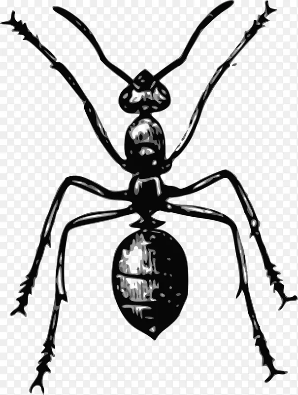 蚂蚁昆虫蜂夹艺术-蚂蚁