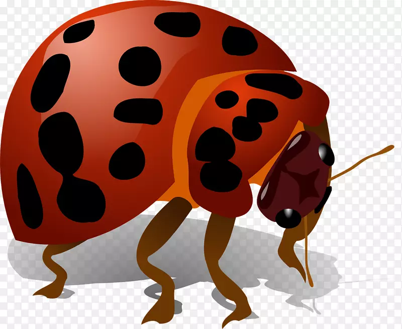 甲虫瓢虫萤火虫夹艺术