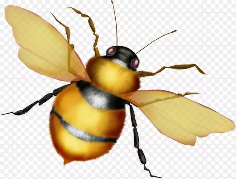 欧洲黑蜂科蜜蜂虫