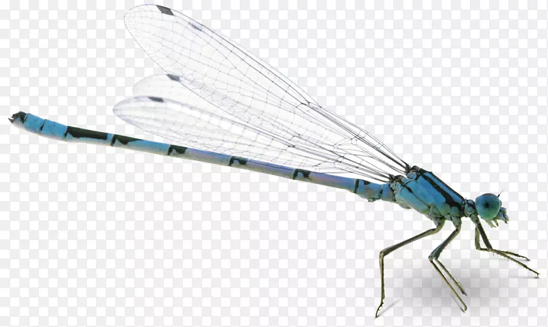 什么是昆虫？蝴蝶蜂-蜻蜓