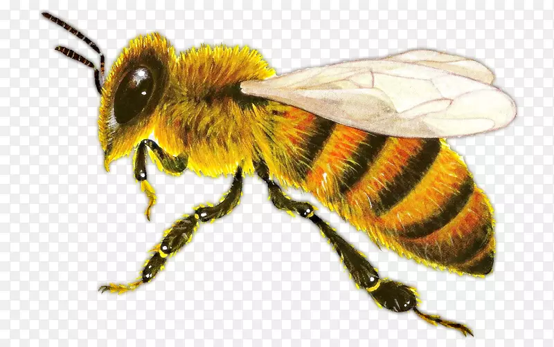 西方蜜蜂昆虫蚂蚁黄蜂