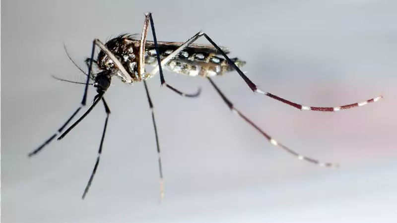 蚊虫线虫齐卡病毒登革热-蚊子