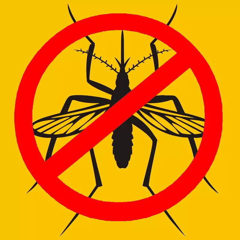 昆虫蚊子包裹的附言-蚊子