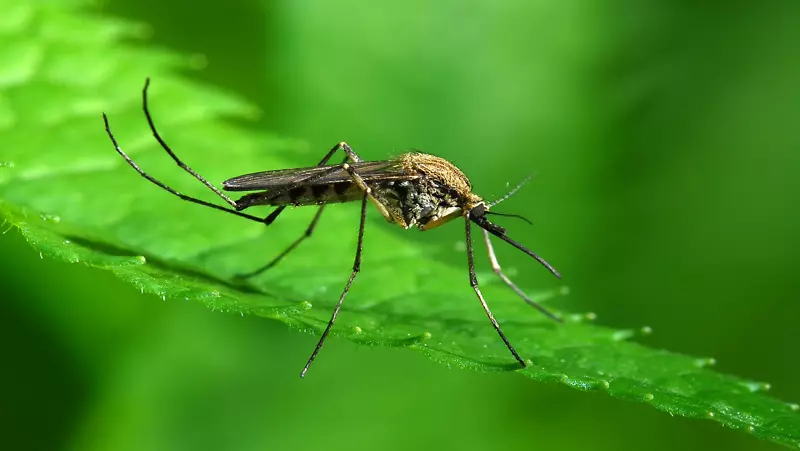 冈比亚按蚊控制家用驱虫蚊虫传播疾病齐卡病毒-蚊子
