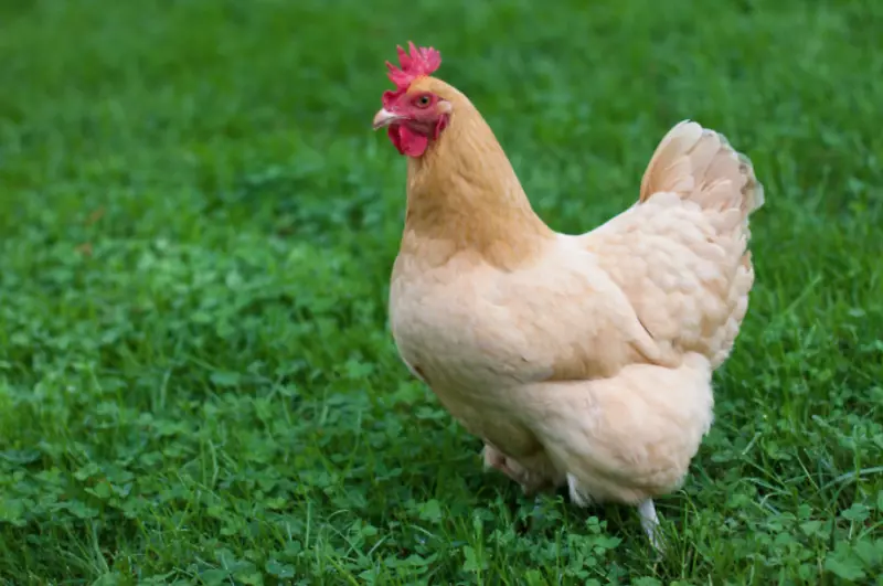 奥平顿鸡，澳大利亚罗得岛红肉鸡免费放养-鸡