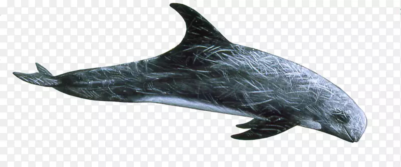 粗齿海豚旋转海豚横纹海豚普通宽吻海豚
