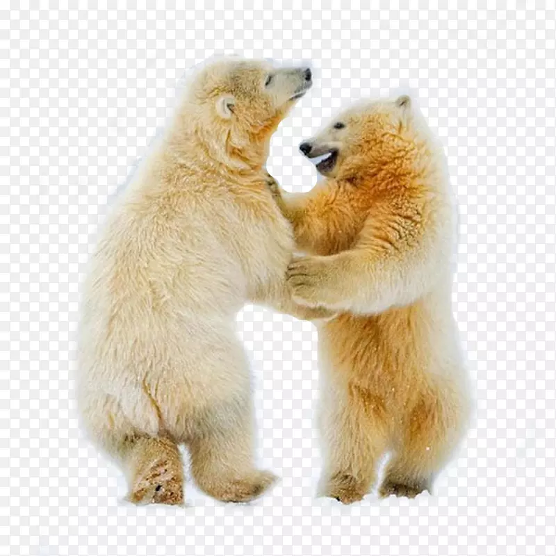 北极熊幼崽北极狐舞北极熊