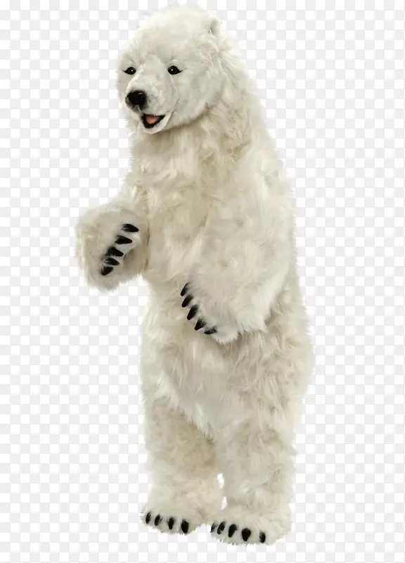 标准贵宾犬小型狮子狗北极熊-北极熊