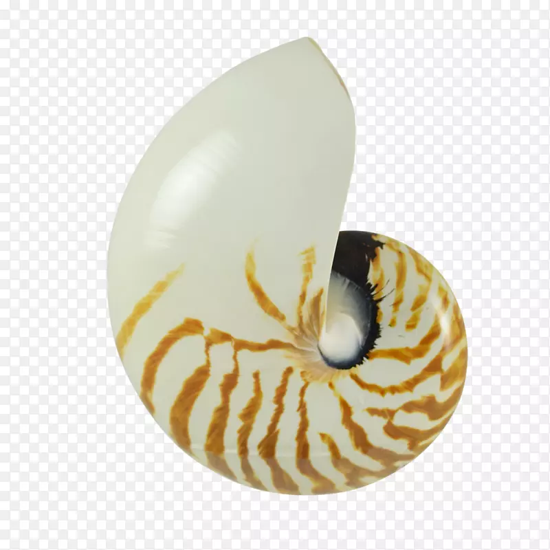 海螺果胶耳环贝壳软体动物