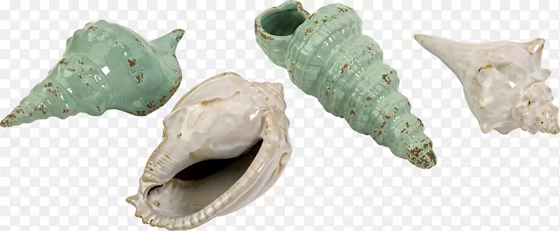 海贝壳玻璃收藏金属贝壳