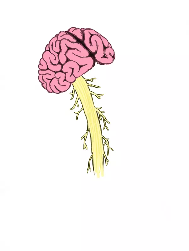人脑脊髓损伤脊柱-脑