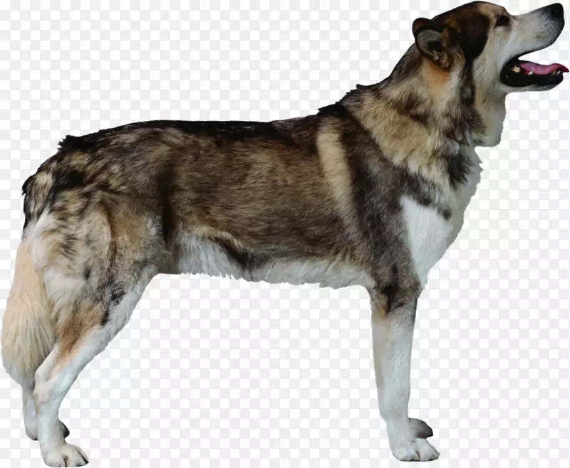 阿拉斯加马拉默特西伯利亚哈士奇昆明狼狗萨勒斯狼狗品种-狗