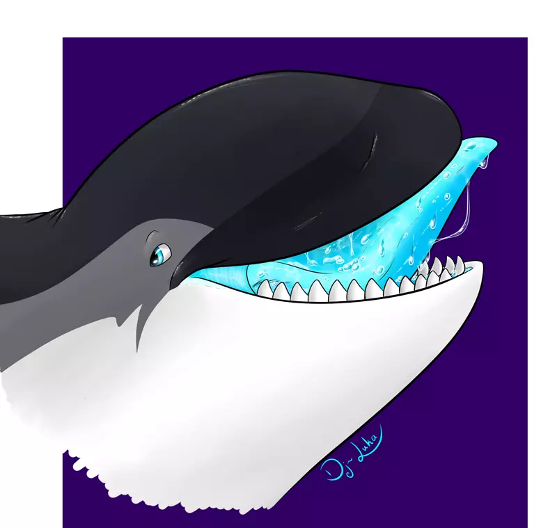 虎鲸海豚海洋