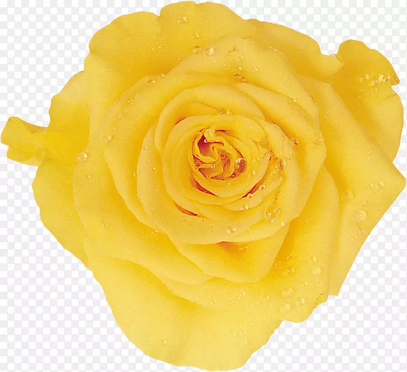 头巾胸花玫瑰合唱团黄玫瑰