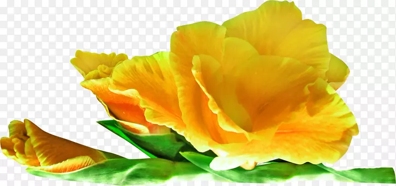 花黄色剪贴画-黄玫瑰