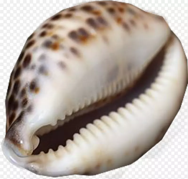 蛤蜊海螺海螺概念学-海洋