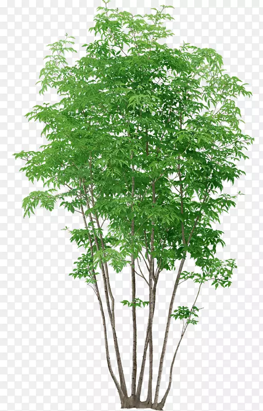 黑杨植物-水彩树