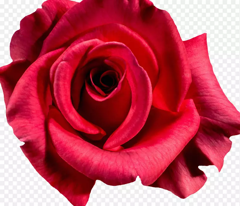 金丝雀玫瑰摄影花-红玫瑰