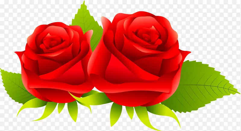 向心叶玫瑰，玫瑰花园玫瑰，花-红玫瑰