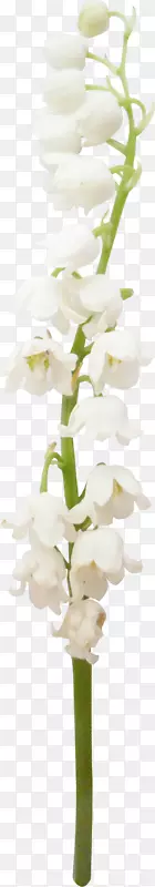 切花花卉设计花束白花