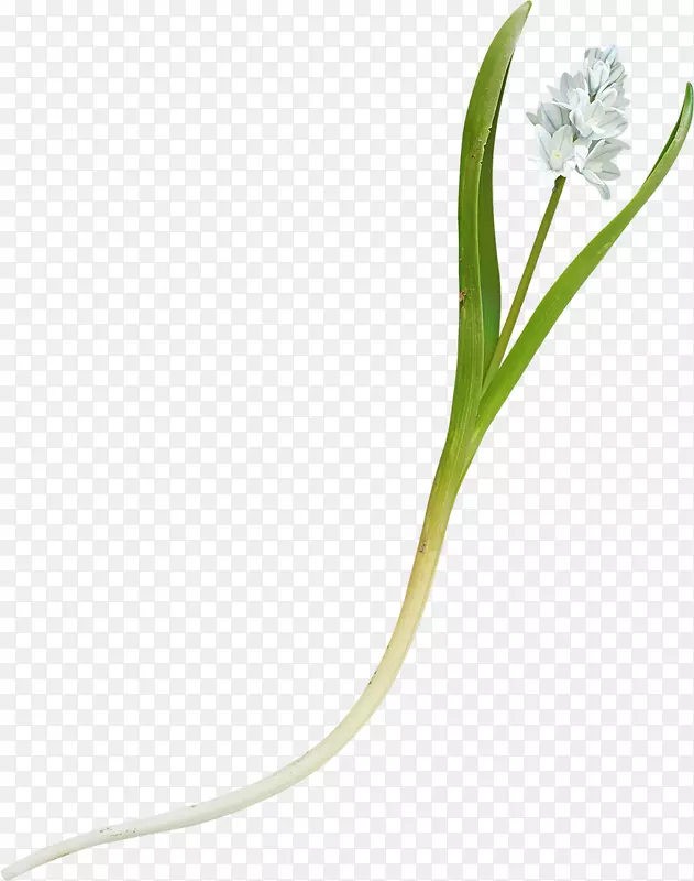 禾本科植物茎白花