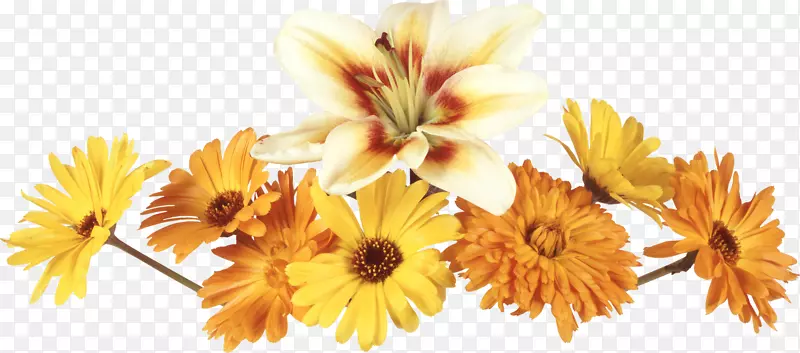 花卉摄影剪贴画-花卉