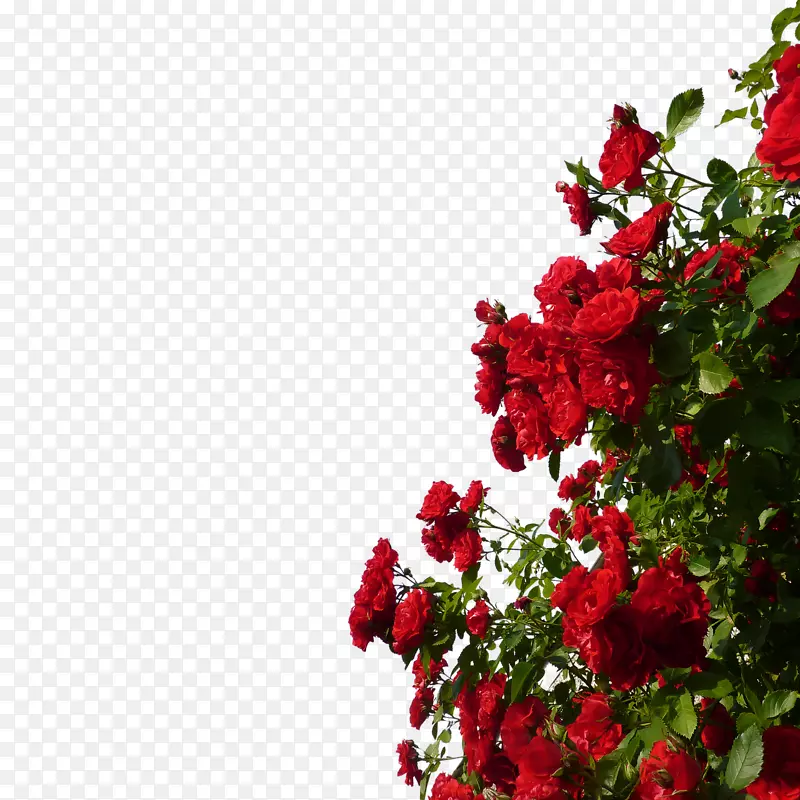 玫瑰红花园