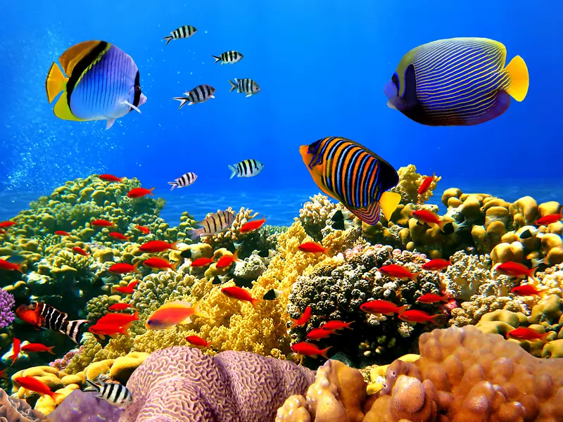 大堡礁珊瑚礁海珊瑚