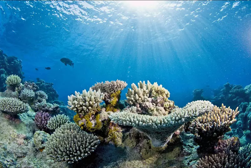 大堡礁世界海洋珊瑚礁漂白-珊瑚