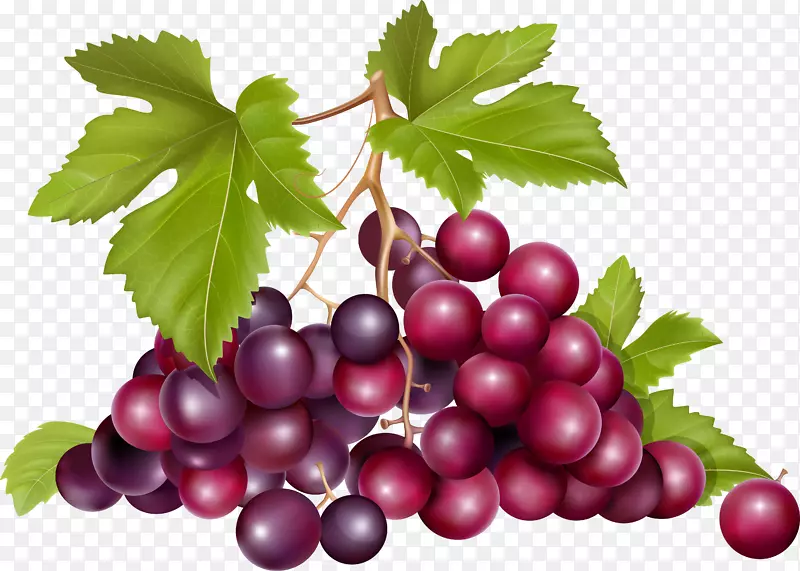 葡萄总状花序-葡萄