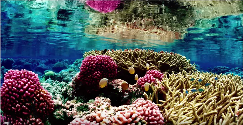 大堡礁珊瑚漂白全球变暖-珊瑚