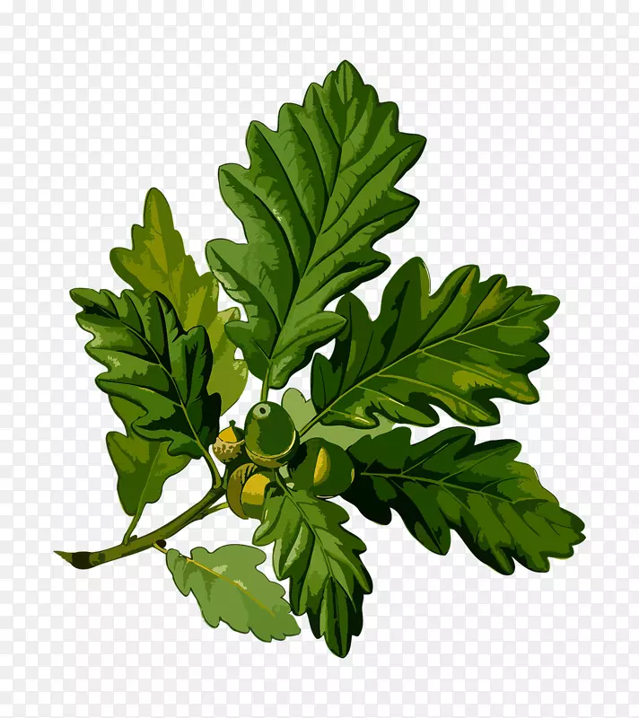 无柄橡木，英国橡木，白橡树植物学插图-草本植物