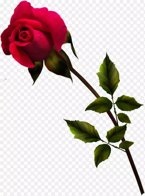 十字花科玫瑰花，花园玫瑰，蓝玫瑰，红玫瑰