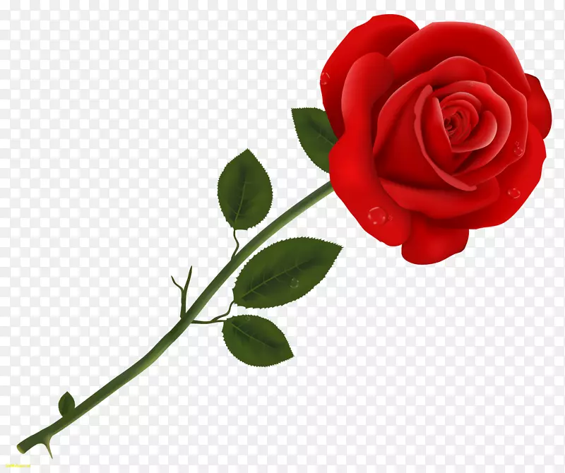 桌面壁纸情人节爱意-红玫瑰