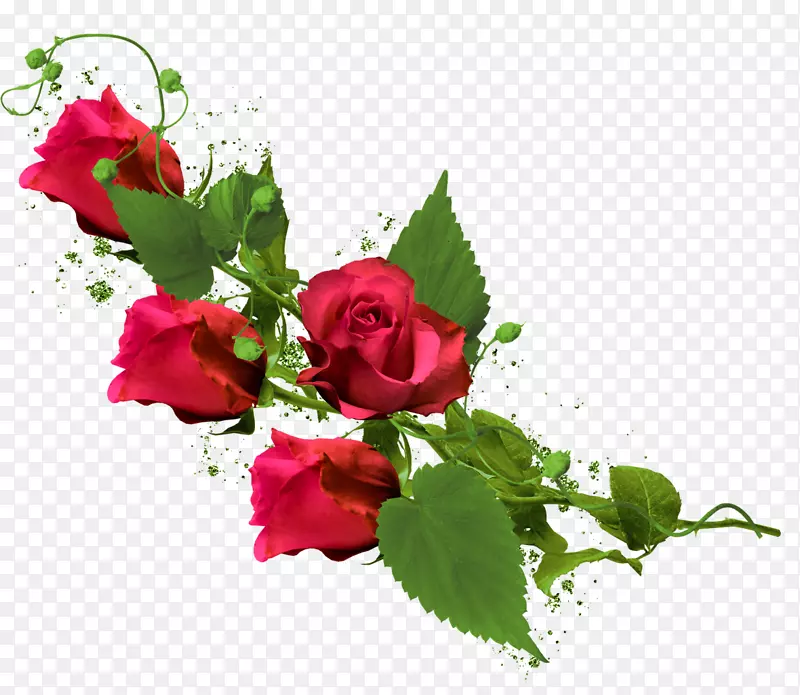 花园玫瑰花夹艺术-红玫瑰