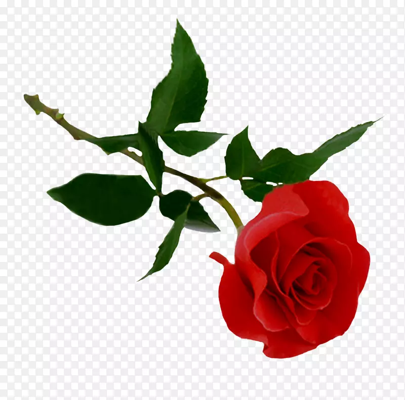 玫瑰剪贴画-红玫瑰