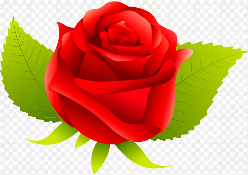 花蜈蚣玫瑰月季蔷薇红玫瑰