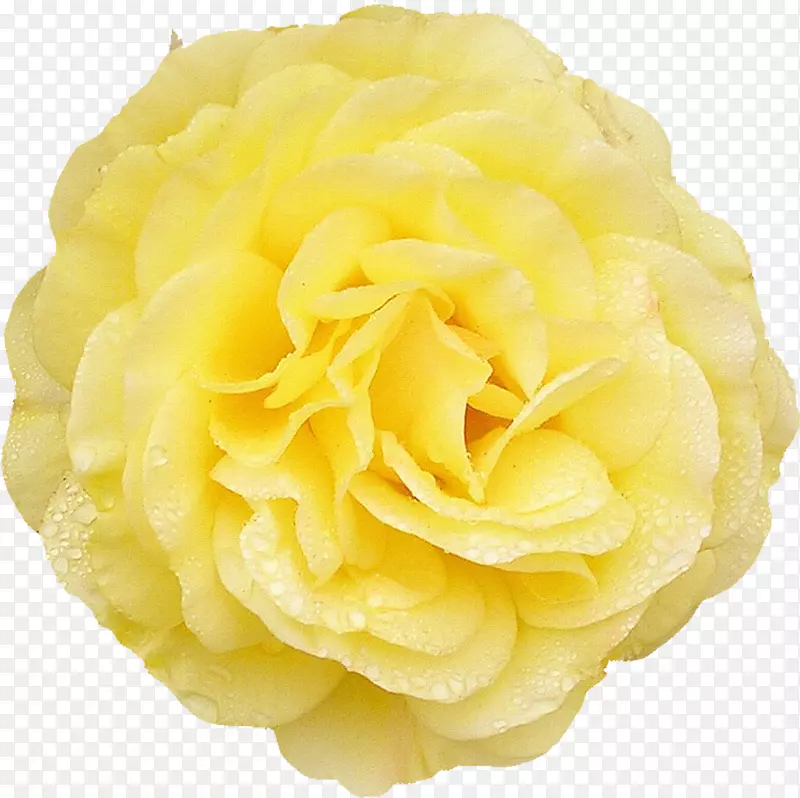 十字花科玫瑰切花花园玫瑰-黄玫瑰
